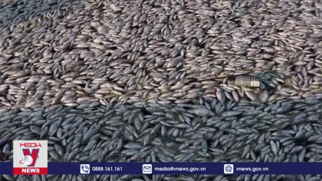 Hy Lạp ban bố tình trạng khẩn cấp do cá chết