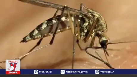 Virus hiếm gặp do muỗi lây truyền tại Massachusetts, Mỹ