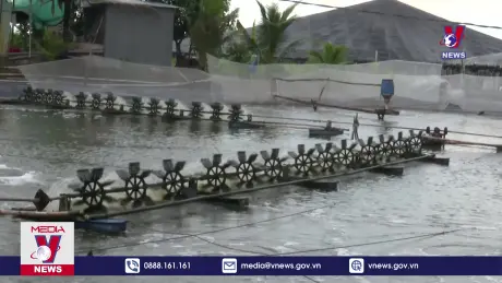 Diện tích nuôi tôm thẻ chân trắng không ngừng gia tăng, khó kiểm soát 