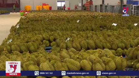 Nhiều hoạt động đặc sắc tại lễ hội sầu riêng 2024 