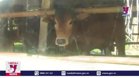 Quảng Trị: Bệnh lở mồm long móng nguy cơ lan rộng 