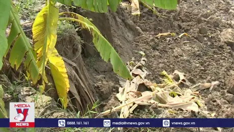 Vĩnh Phúc sạt lở nghiêm trọng ở bờ sông Lô