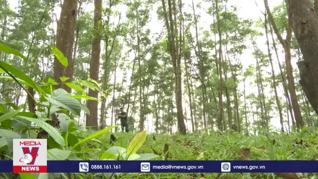 Nhiều khó khăn trong cấp chứng chỉ quản lý rừng bền vững 