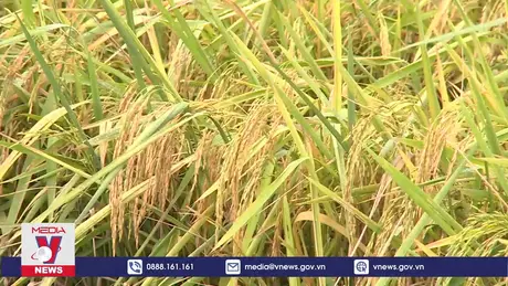 Sóc Trăng thu hoạch lúa chất lượng cao, giảm phát thải