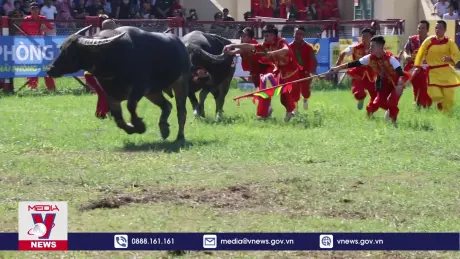 Khám phá bí quyết chăm trâu chọi Đồ Sơn