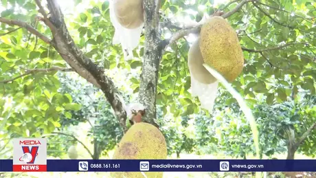 Nhiều mô hình chuyển đổi cơ cấu cây trồng hiệu quả tại Quảng Bình 