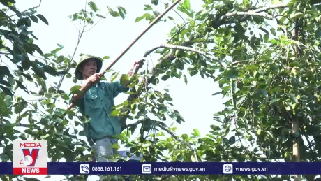 Phú Thọ phát huy hiệu quả giống hồng không hạt Gia Thanh