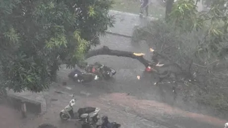 Hà Nội: Mưa giông quật đổ cây phượng bật gốc, đè 2 người đi đường, một người tử vong