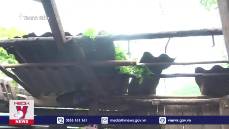 Bão số 3 gây thiệt hại ban đầu tại miền núi Thanh Hóa