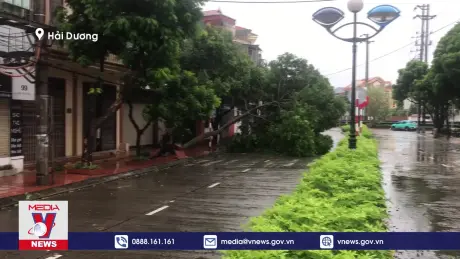 Cây xanh ngã đổ hàng loạt tại Hải Dương