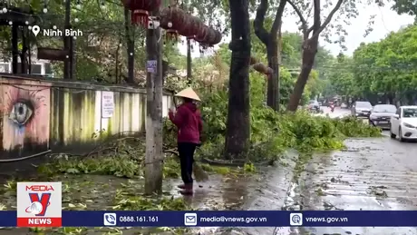Mưa bão khiến nhiều cây xanh bật gốc, gãy đổ tại thành phố Ninh Bình
