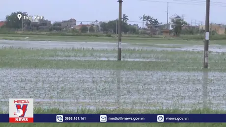 Thái Bình chống úng cho 18.000ha lúa mùa bị ngập