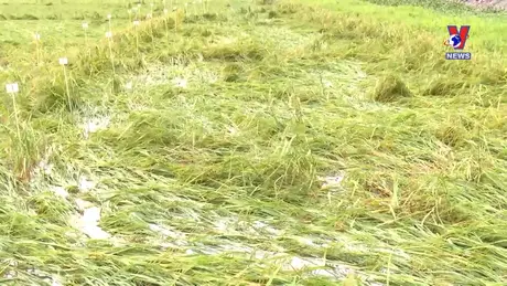 VNA News - Bản tin tiếng Anh ngày 08/9/2024