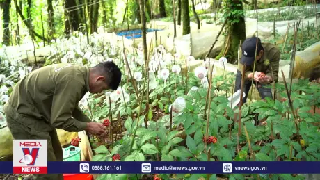 Phát triển bền vững tại vùng sâm Ngọc Linh