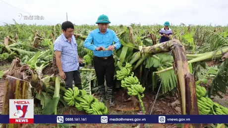 Thái Bình giải cứu nông sản cho nông dân sau bão