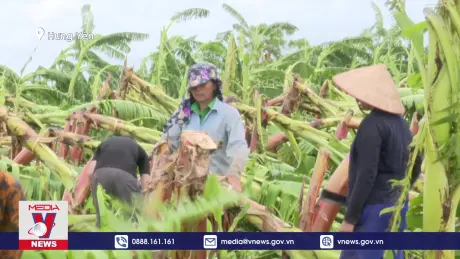 Bão số 3 gây thiệt hại cho ngành nông nghiệp Hưng Yên