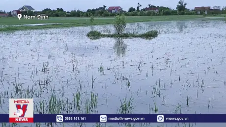 Nam Định tập trung bơm nước cứu lúa bị ngập úng