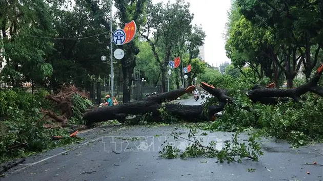 Trên 25.000 cây xanh ở Hà Nội gãy đổ do bão số 3