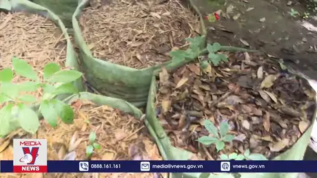 Gia tăng nạn trộm cắp sâm Ngọc Linh