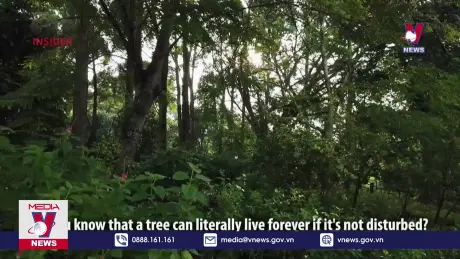 Bảo vệ cây xanh trước bão mạnh