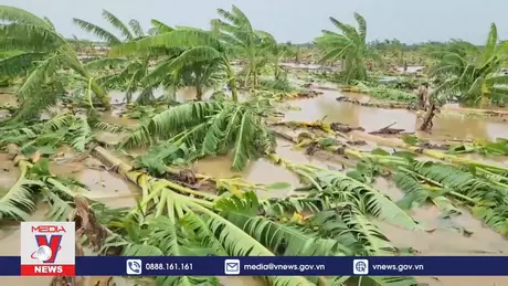 Nhiều diện tích hoa màu dọc sông Hồng bị thiệt hại nặng