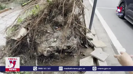 Cây đổ sau bão lộ rõ bất thường
