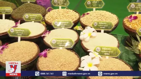 Lúa gạo Campuchia hướng tới khả năng chống chịu cao 