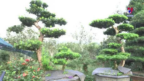 Chuyện làng - Chuyện bản: Cả làng trồng hoa cây cảnh, tạo dựng bức tranh nông thôn mới