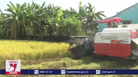 Tiền Giang trúng mùa vụ lúa Hè Thu