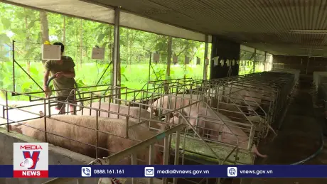 Thách thức giảm phát thải khí nhà kính trong ngành chăn nuôi