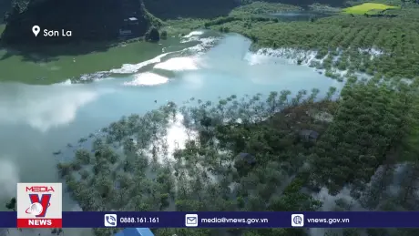 Gần 25 ha mận hậu ở Mộc Châu bị ngập trong nước lũ