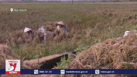 Hà Nam khẩn trương thu hoạch lúa mùa khi nước rút