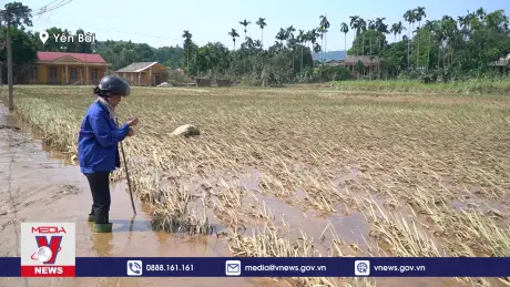 Nhiều nông dân trắng tay sau lũ