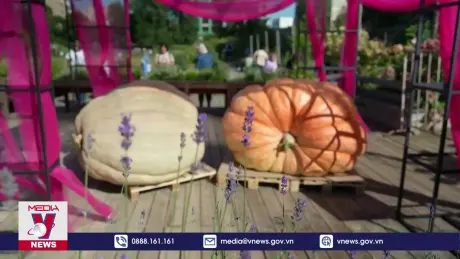 Bí đỏ nặng bằng bò đực tại Nga