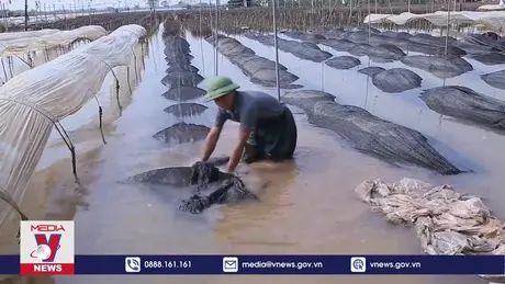 Nam Định tập trung khắc phục thiệt hại hoa màu sau mưa bão