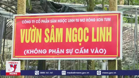 Kon Tum yêu cầu khẩn trương rà soát tình trạng mất trộm Sâm Ngọc Linh
