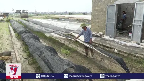 Thái Bình khôi phục sản xuất nông nghiệp sau bão