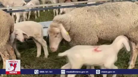 Bùng phát dịch lưỡi xanh ở gia súc khu vực Trung và Bắc Âu