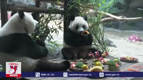 Phá cỗ Trung thu tại một sở thú ở Trung Quốc