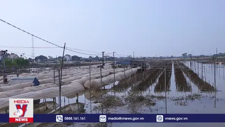 Khẩn trương khôi phục trồng trọt sau bão số 3