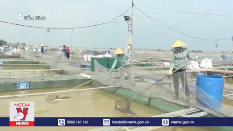 Các hộ nuôi cá lồng tại Bắc Ninh thiệt hại nặng sau bão