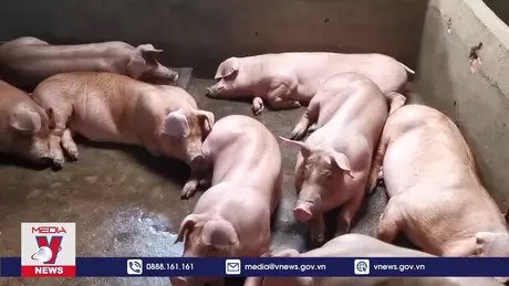Giá lợn hơi ở Đồng bằng sông Cửu Long tăng mạnh