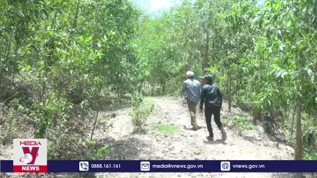 Phú Yên giao đất trồng rừng cho hộ đồng bào thiểu số