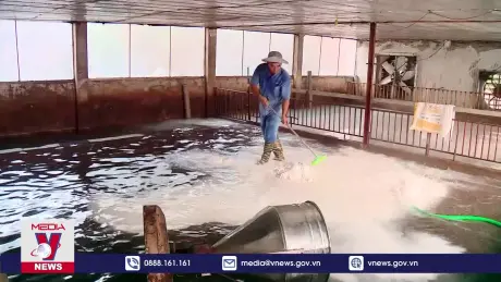 Người chăn nuôi nỗ lực phục hồi sản xuất sau bão