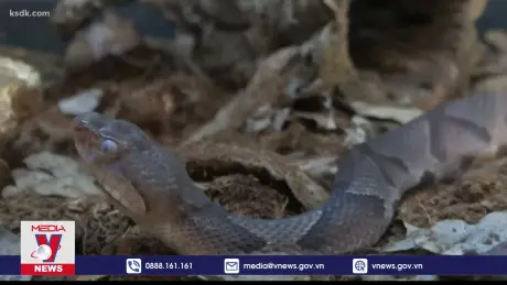 WHO cảnh báo gia tăng số vụ rắn cắn do lũ lụt