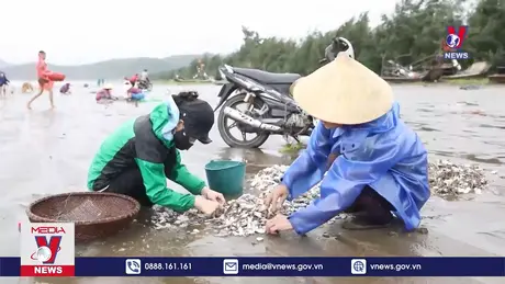 Hàng tấn ngao, vạng dạt vào biển Diễn Châu, Nghệ An