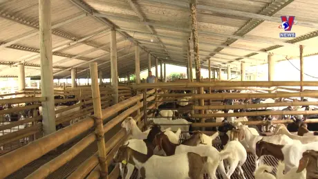 Chuyện làng -  Chuyện bản [Tập 3]: Liên kết trong chăn nuôi dê nhốt chuồng