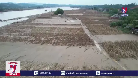 Nghề miến đao mất vùng nguyên liệu sau bão số 3