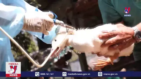 Long An hỗ trợ tiêm vaccine miễn phí cho người dân nuôi thủy cầm