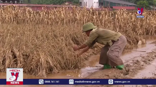 Sau bão, vùng rau lớn nhất Yên Bái chỉ còn bùn đất